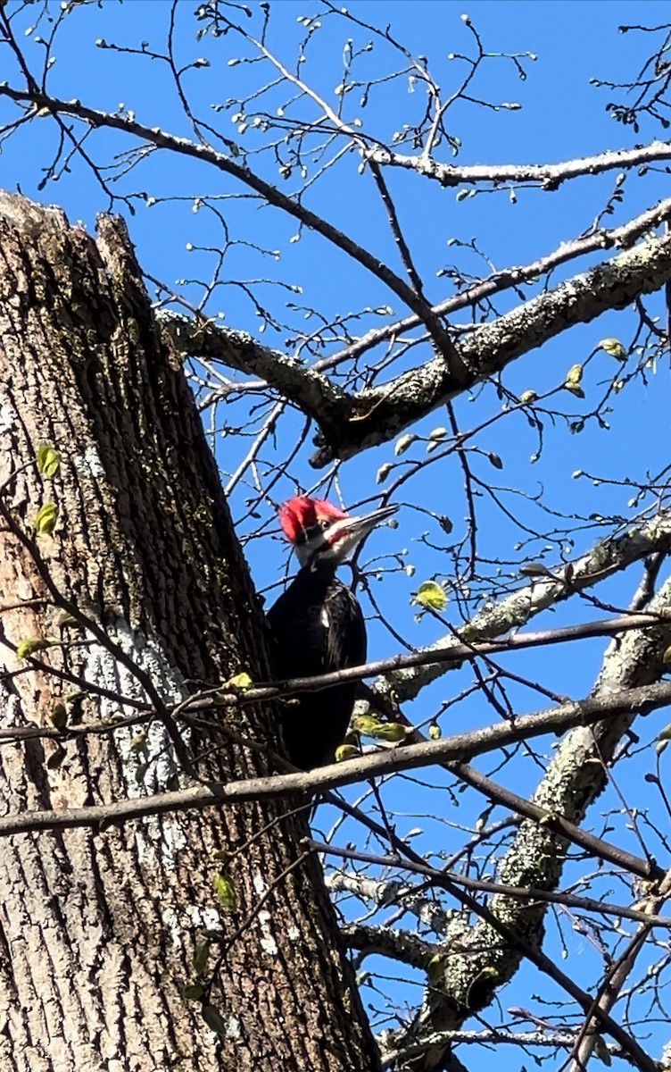 Pileated Woodpecker - ML618368311