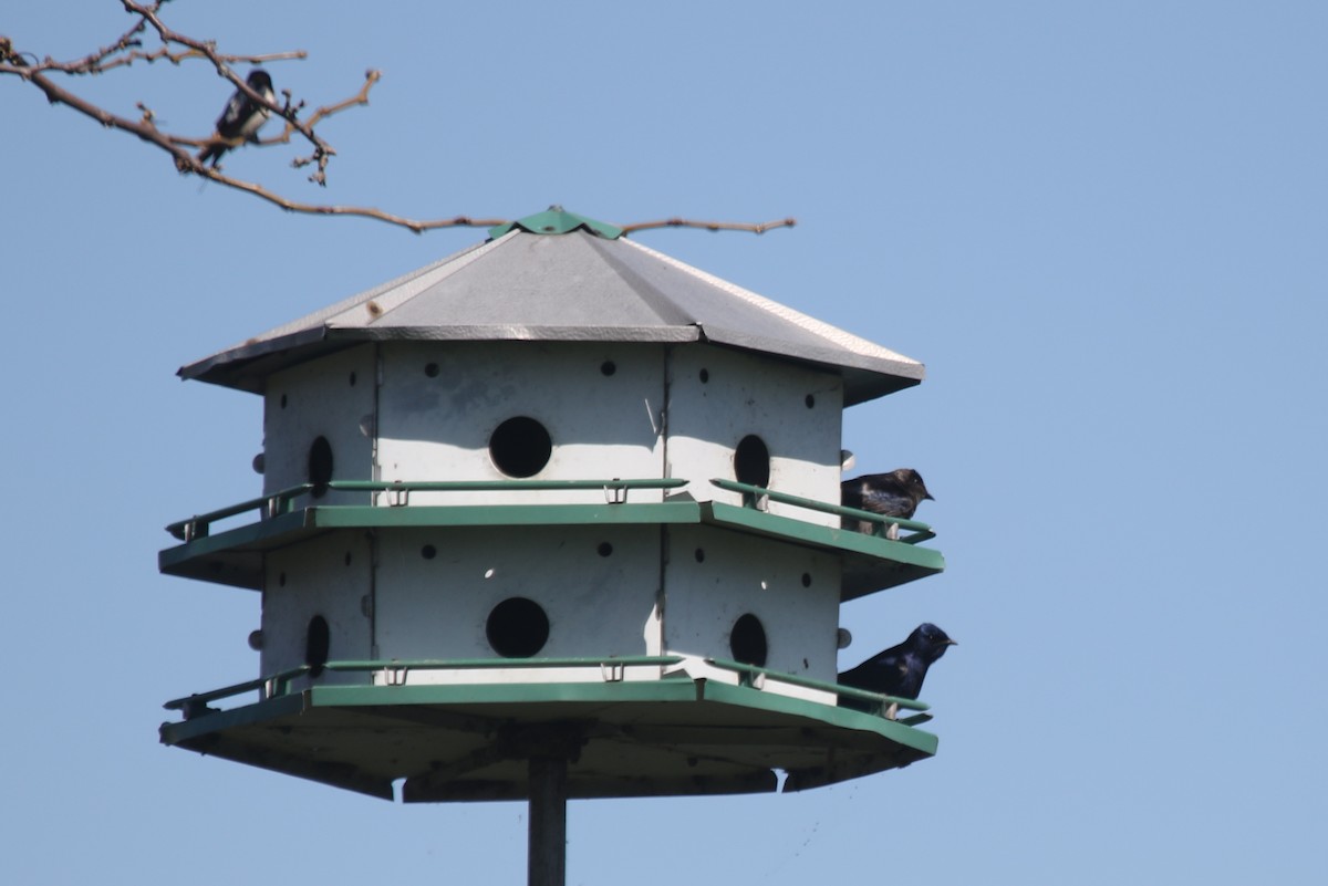 Purple Martin - Joan and/or George Sims