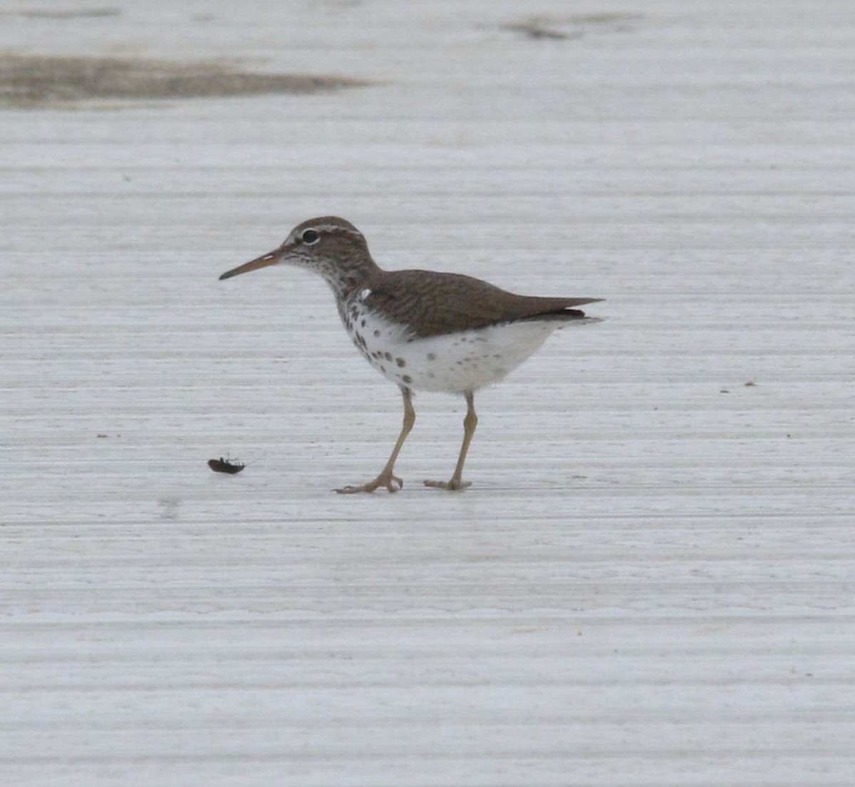 Spotted Sandpiper - Becky Lutz