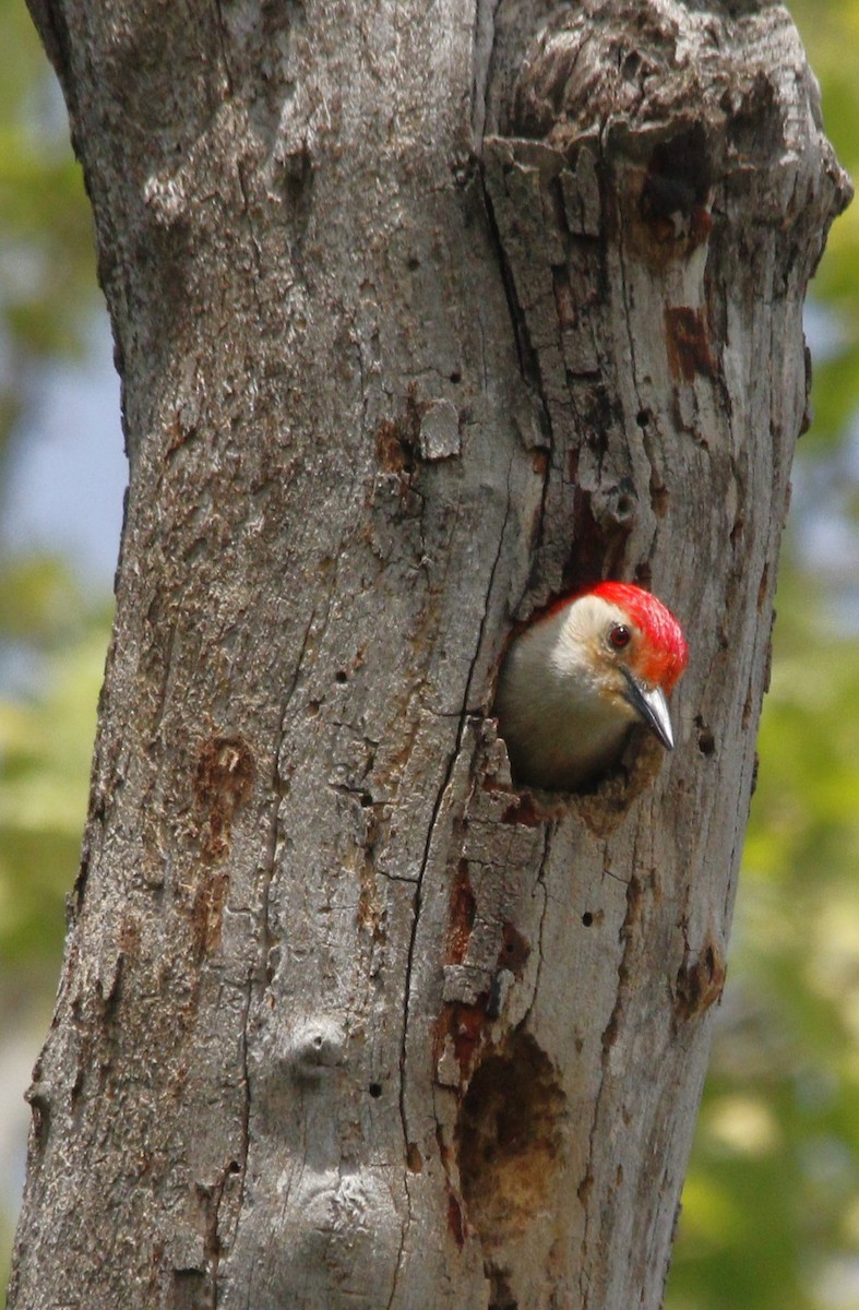 Red-bellied Woodpecker - Becky Lutz