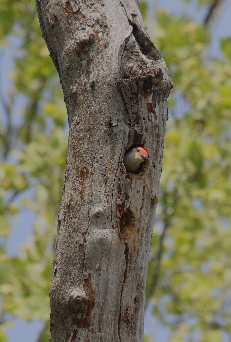 Red-bellied Woodpecker - ML618368356