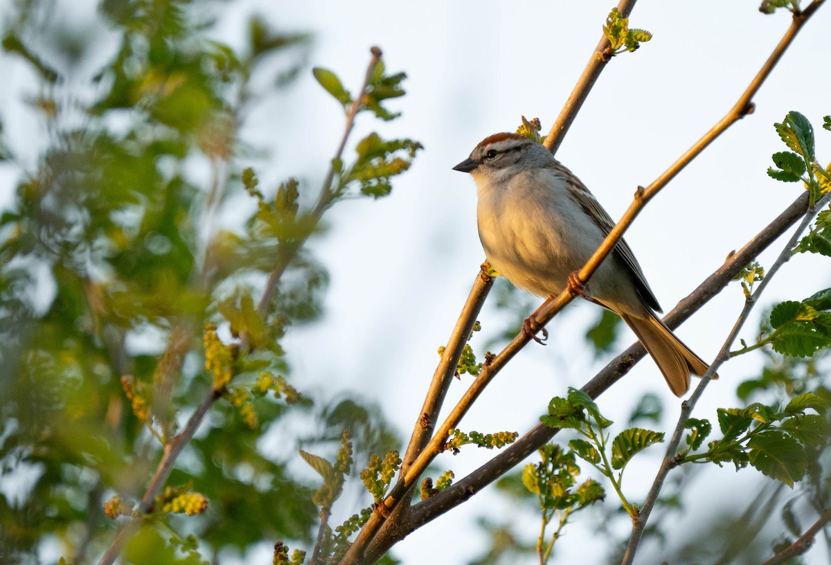Chipping Sparrow - ML618368357
