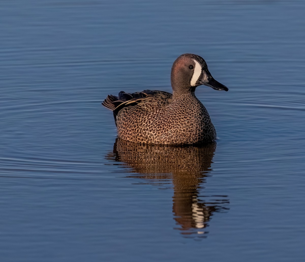 Blue-winged Teal - ML618368369