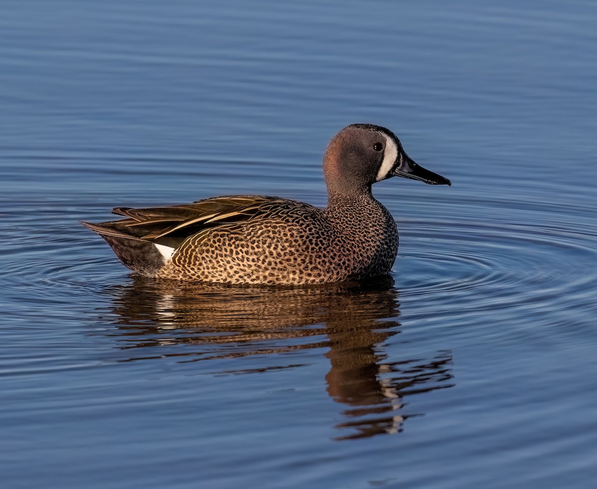 Blue-winged Teal - ML618368372