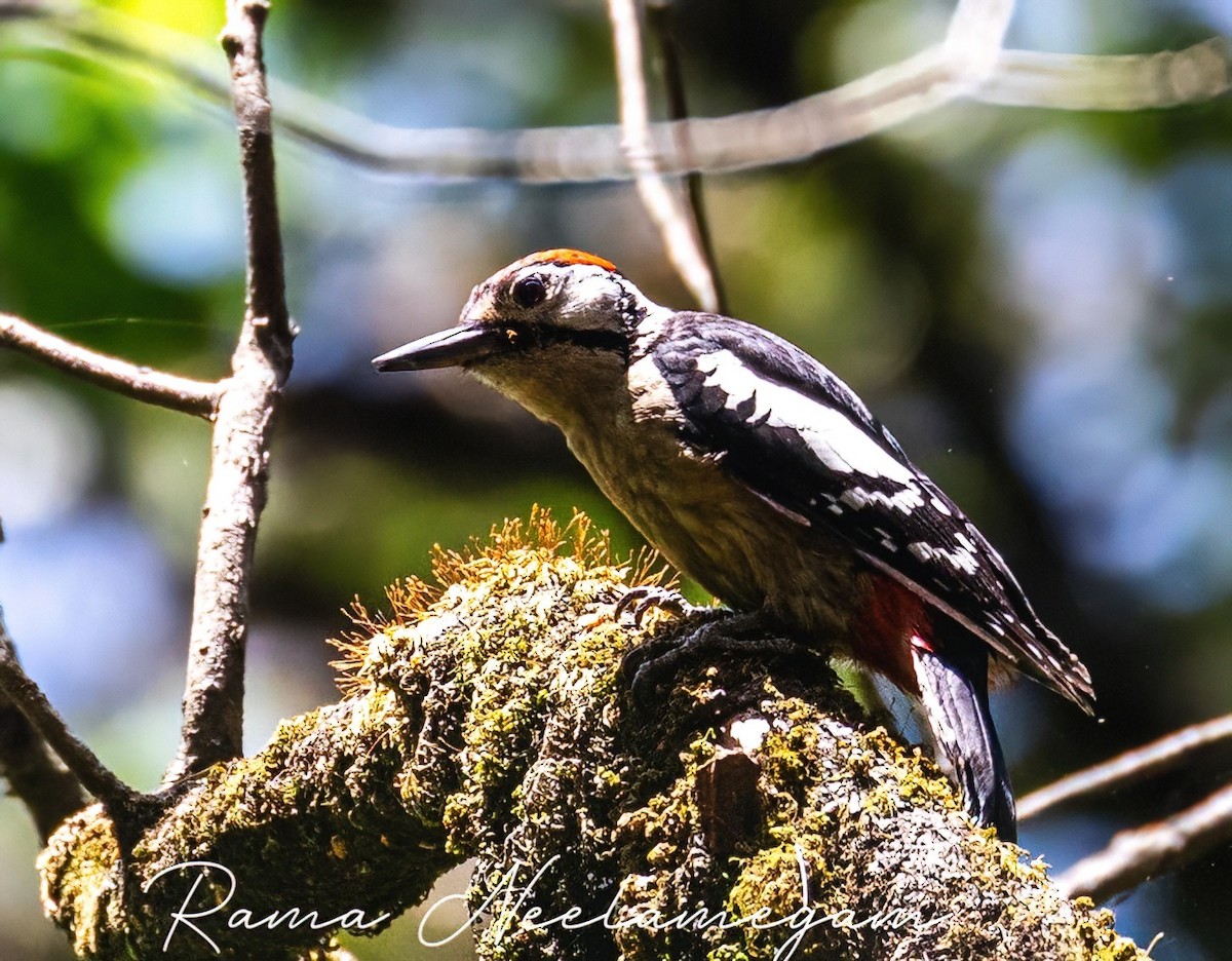 Himalayan Woodpecker - Rama Neelamegam