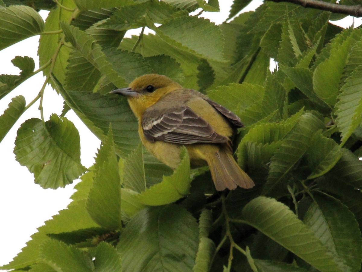 Orchard Oriole - Becky Lutz
