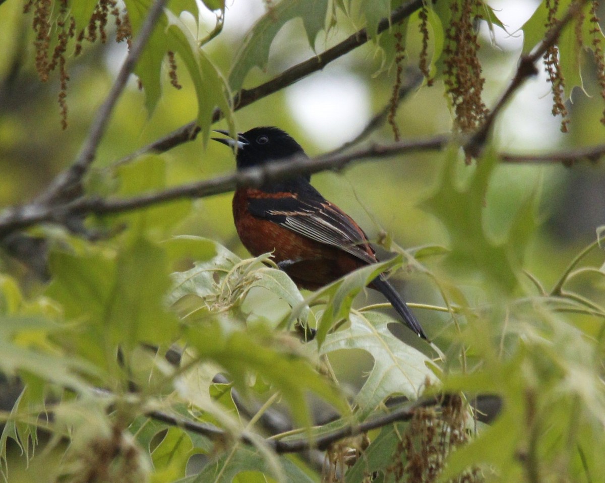 Orchard Oriole - ML618368399