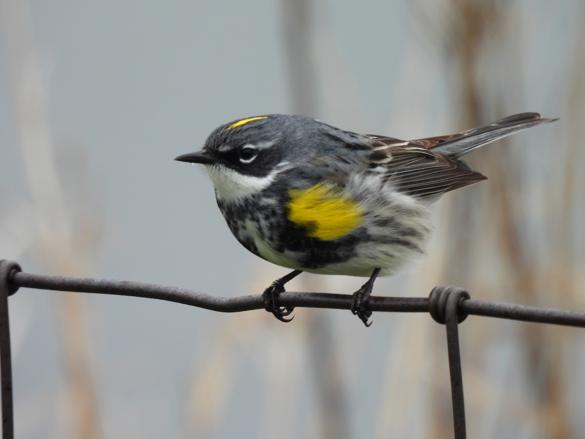 Yellow-rumped Warbler - Therese & Ed Cacek