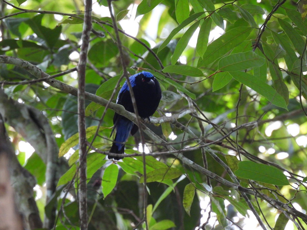 Asian Fairy-bluebird - ML618368416