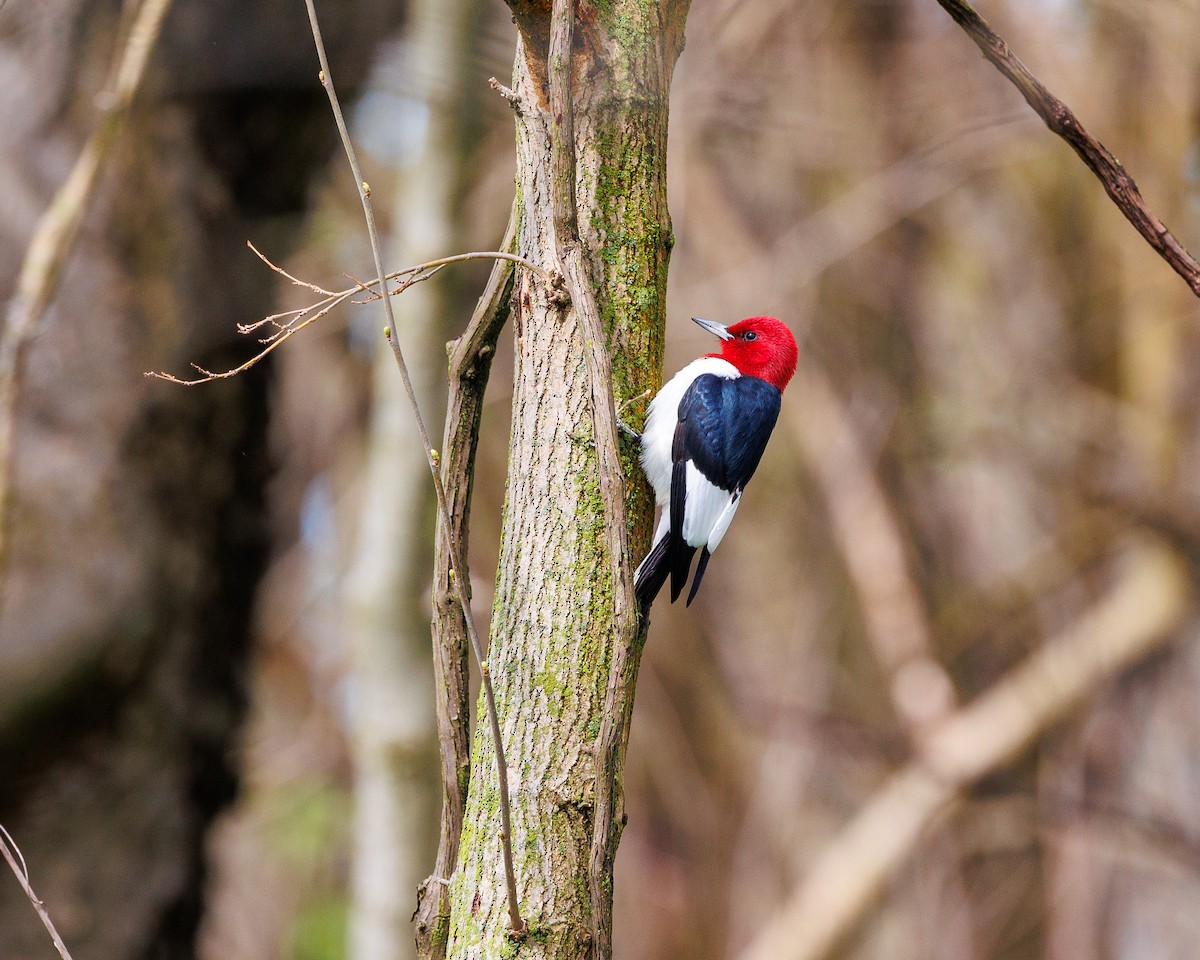 Red-headed Woodpecker - Nancy Whittle