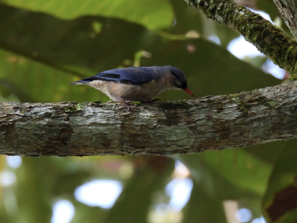 Velvet-fronted Nuthatch - ML618368470