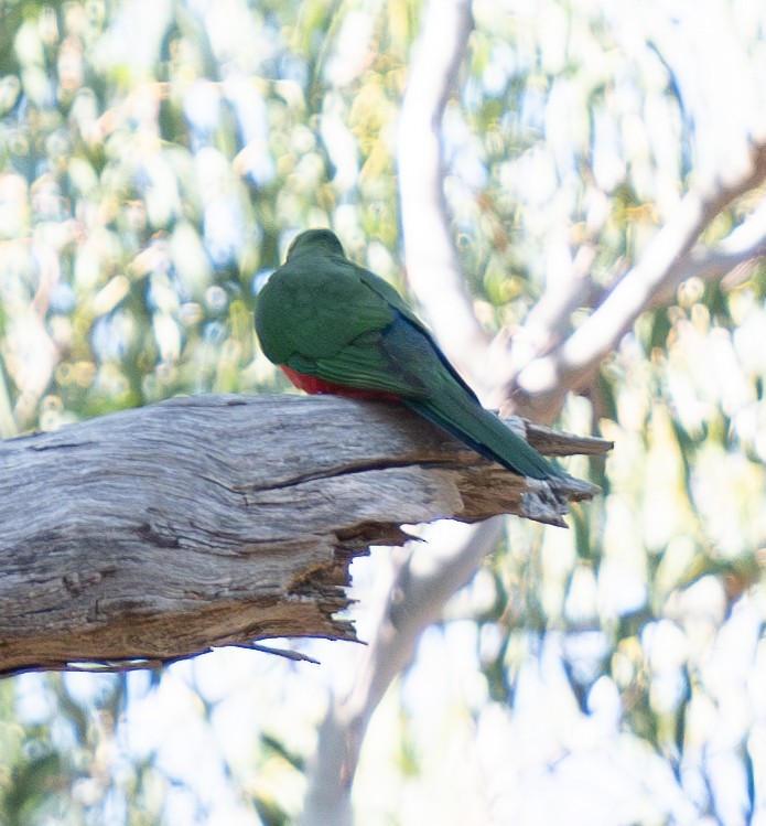 Australian King-Parrot - Tania Splawa-Neyman