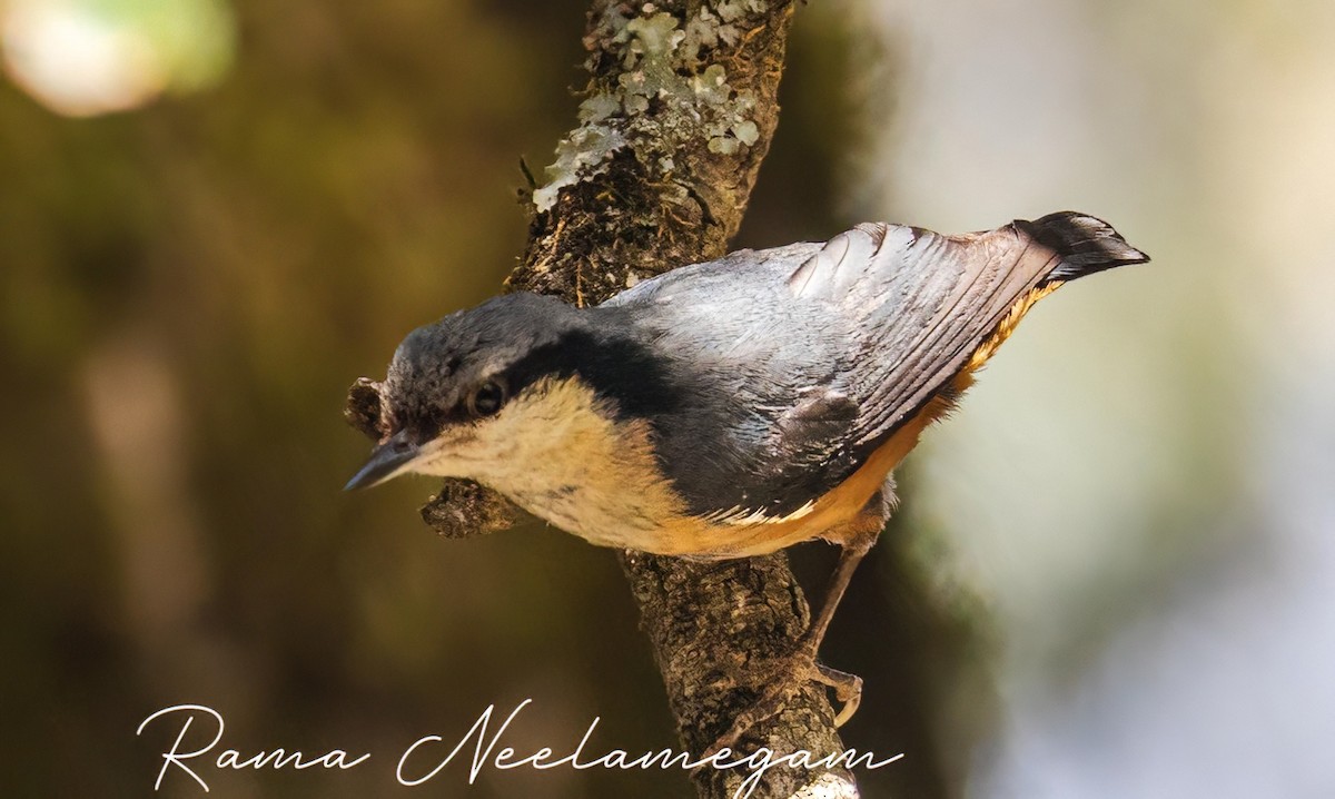 White-tailed Nuthatch - ML618368486