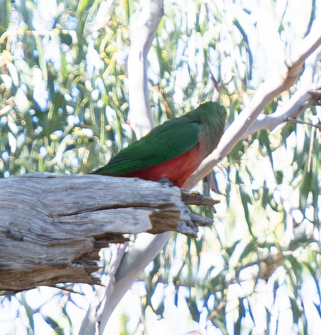 Australian King-Parrot - ML618368487
