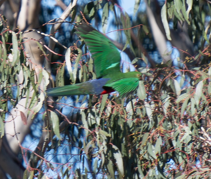 Australian King-Parrot - Tania Splawa-Neyman