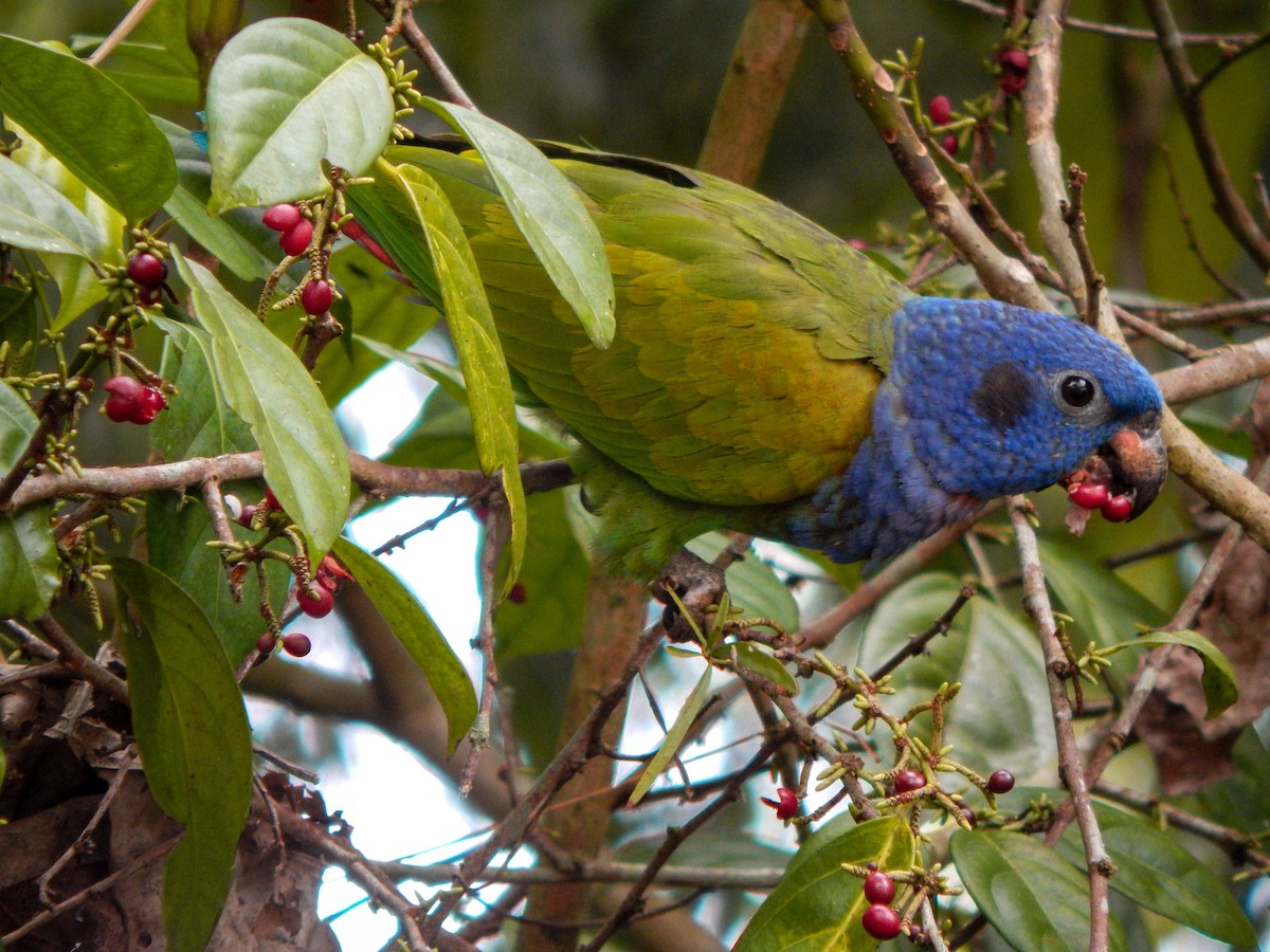 Blue-headed Parrot - ML618368496