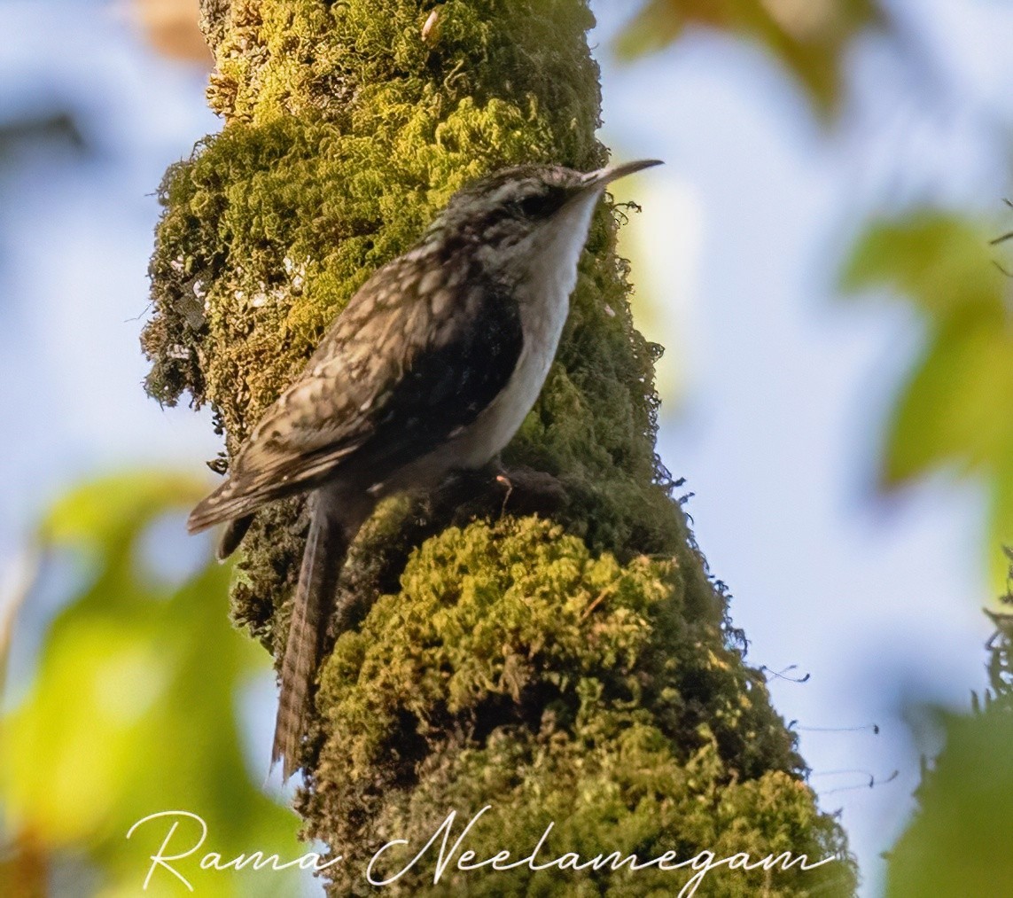 Bar-tailed Treecreeper - Rama Neelamegam
