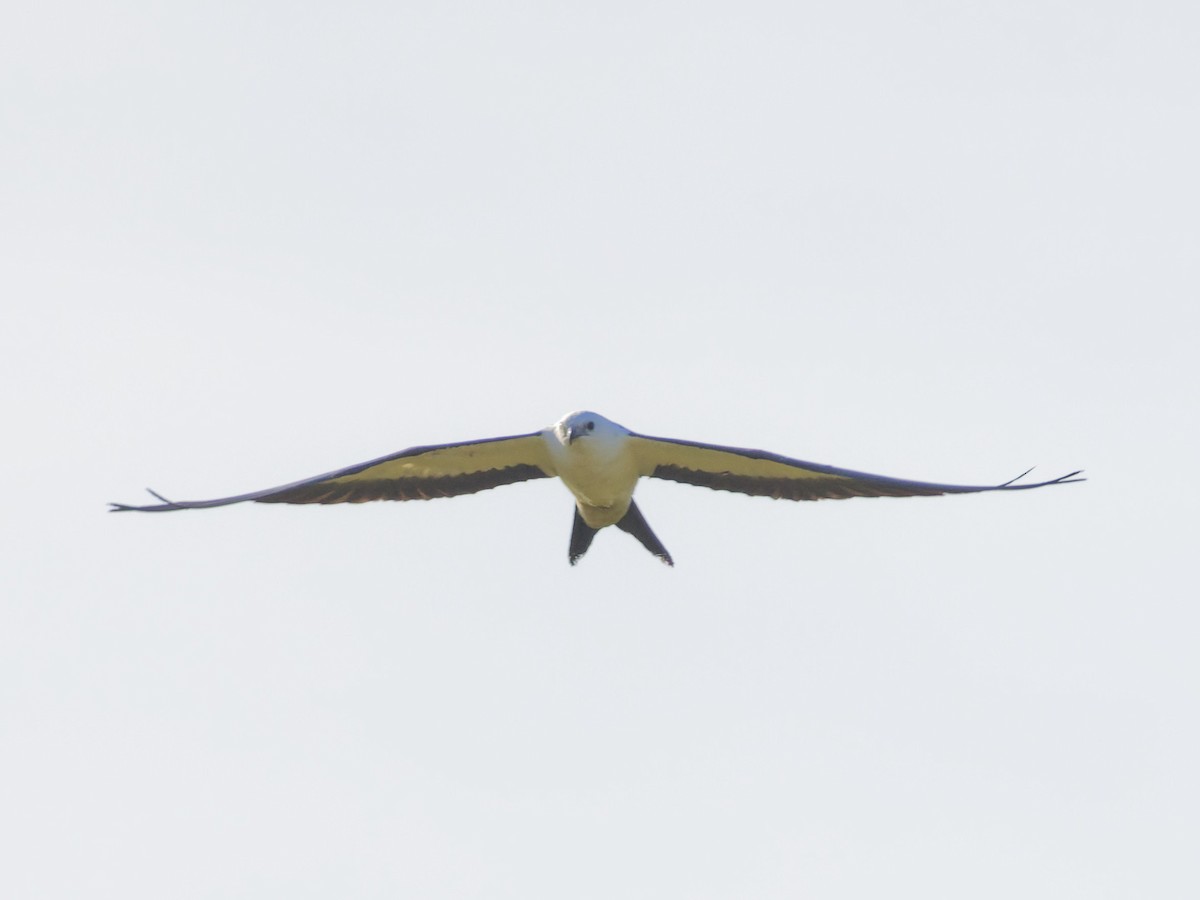 Swallow-tailed Kite - ML618368517