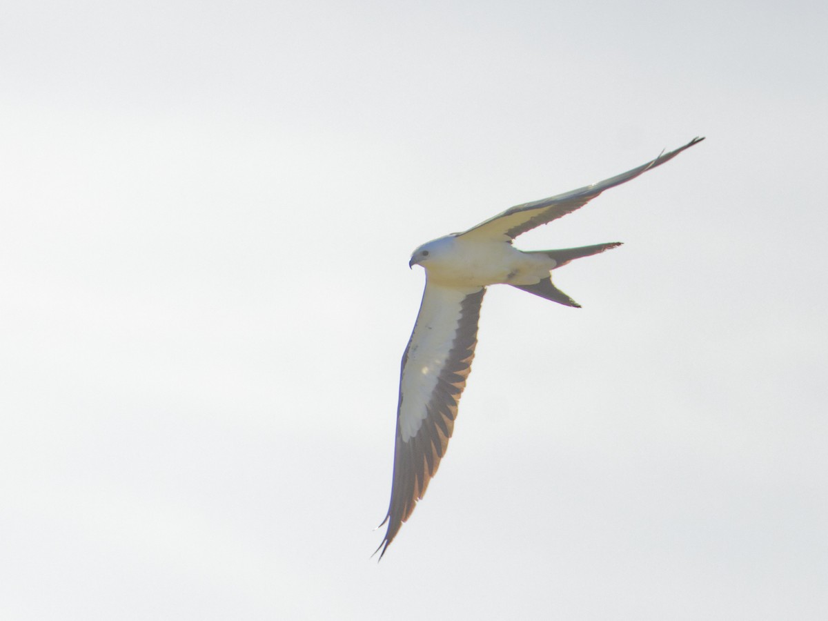Swallow-tailed Kite - ML618368518