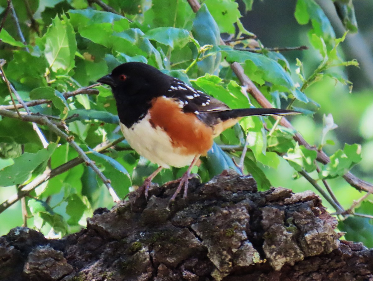 Spotted Towhee - ML618368555