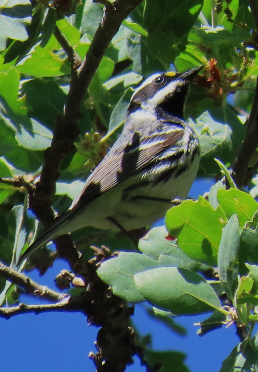 Black-throated Gray Warbler - ML618368563
