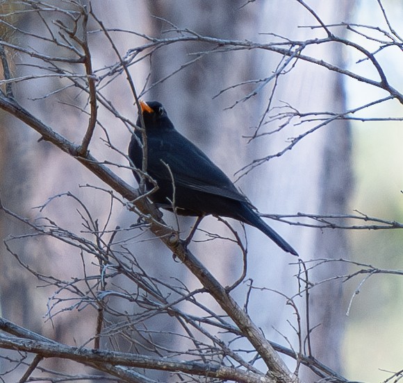 Eurasian Blackbird - Tania Splawa-Neyman