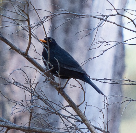 Eurasian Blackbird - ML618368587
