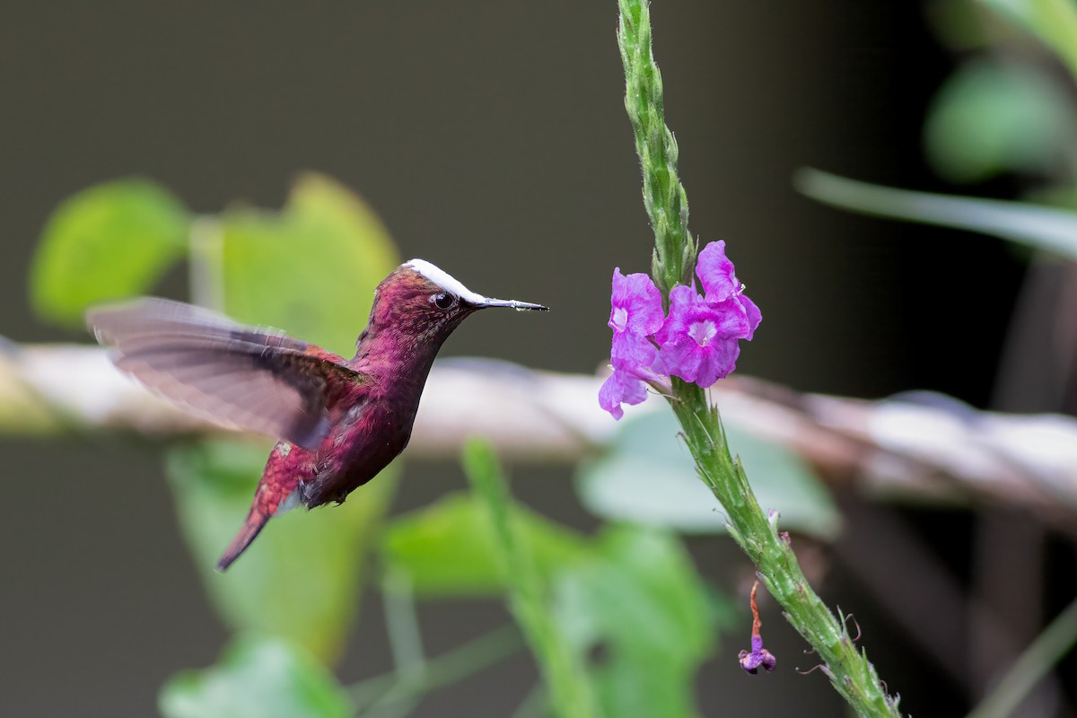 kolibřík běločelý - ML618368606