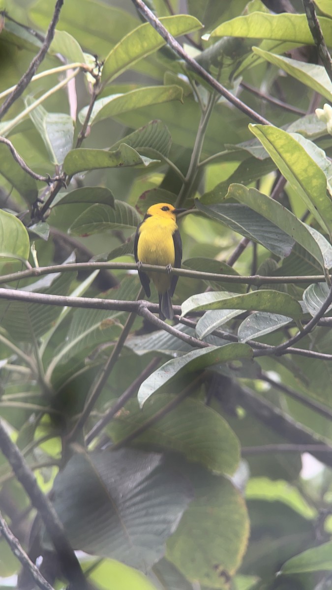 Black-and-yellow Tanager - ML618368607
