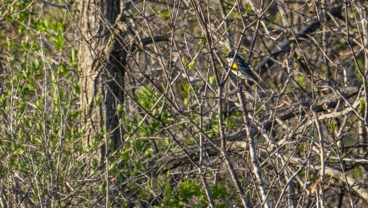 Yellow-rumped Warbler - ML618368650