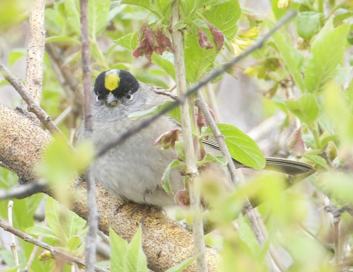 Golden-crowned Sparrow - ML618368684