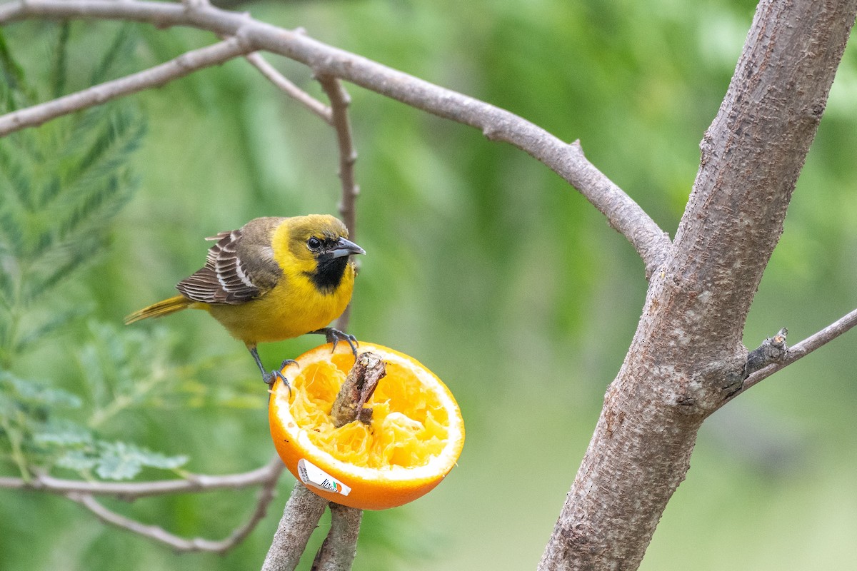 Orchard Oriole - ML618368685
