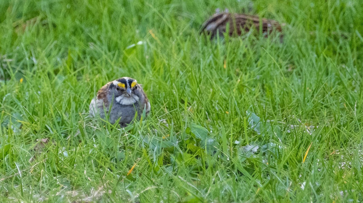 White-throated Sparrow - ML618368689