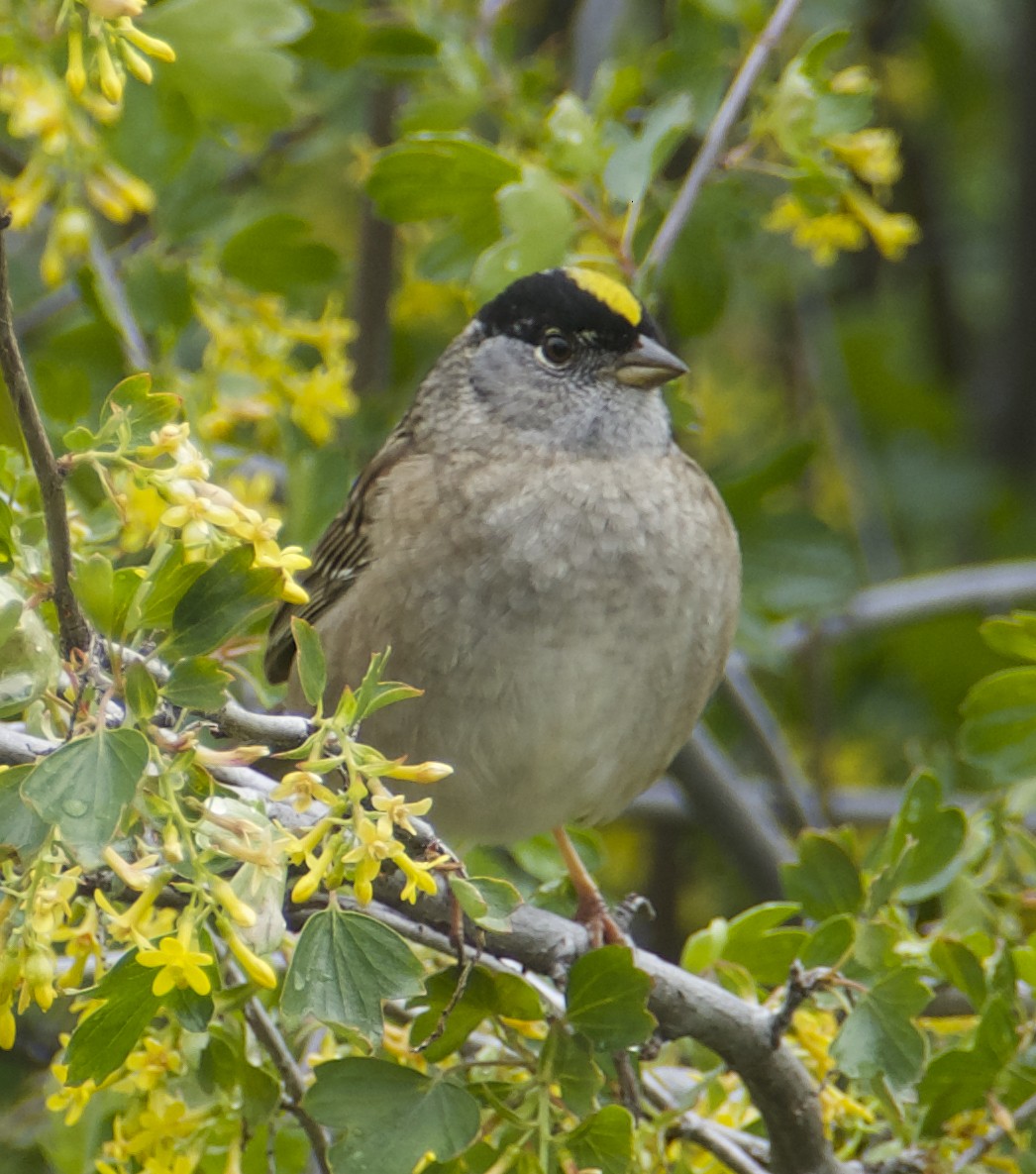 Golden-crowned Sparrow - ML618368707