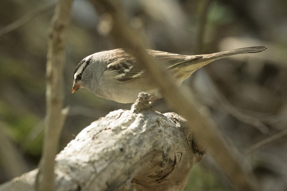White-crowned Sparrow - ML618368730