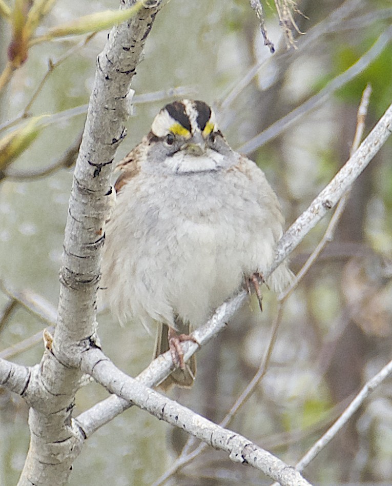 White-throated Sparrow - ML618368753
