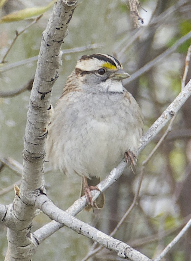 White-throated Sparrow - ML618368763