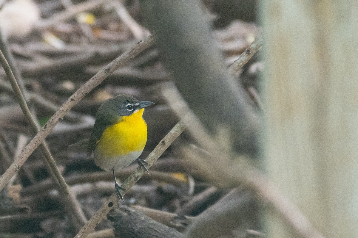 Yellow-breasted Chat - ML618368773