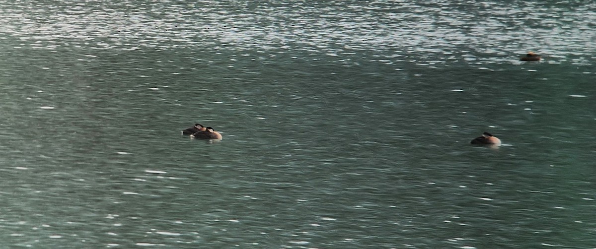 Red-necked Grebe - ML618368787