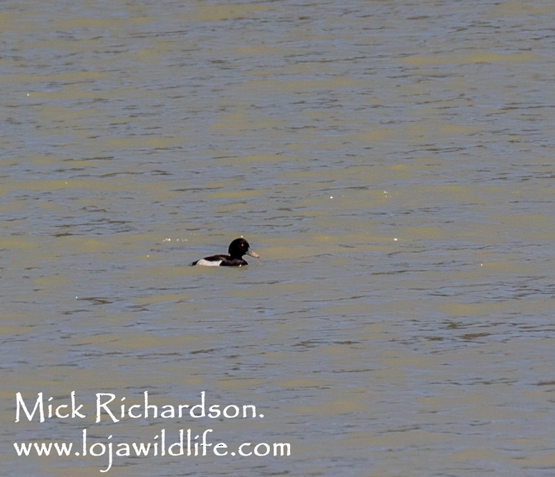 Tufted Duck - ML618368796