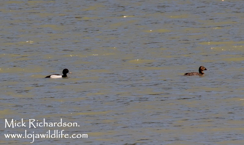 Tufted Duck - ML618368797