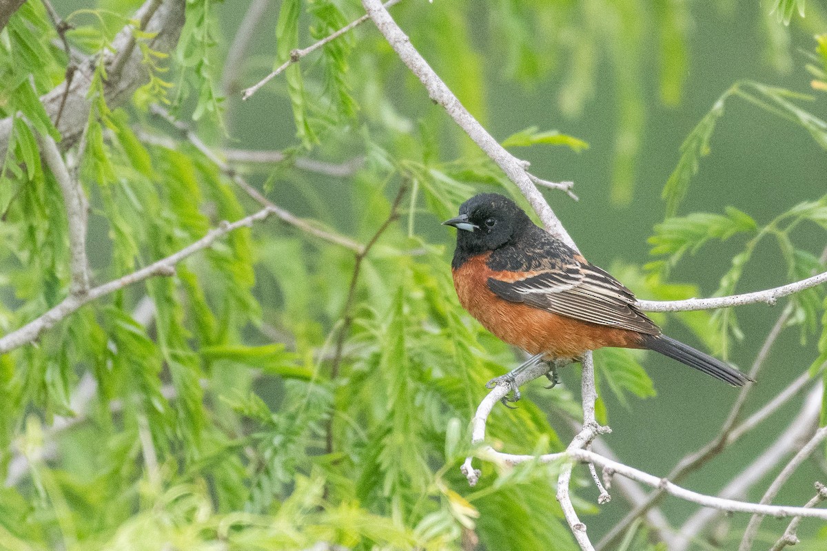 Orchard Oriole - ML618368799