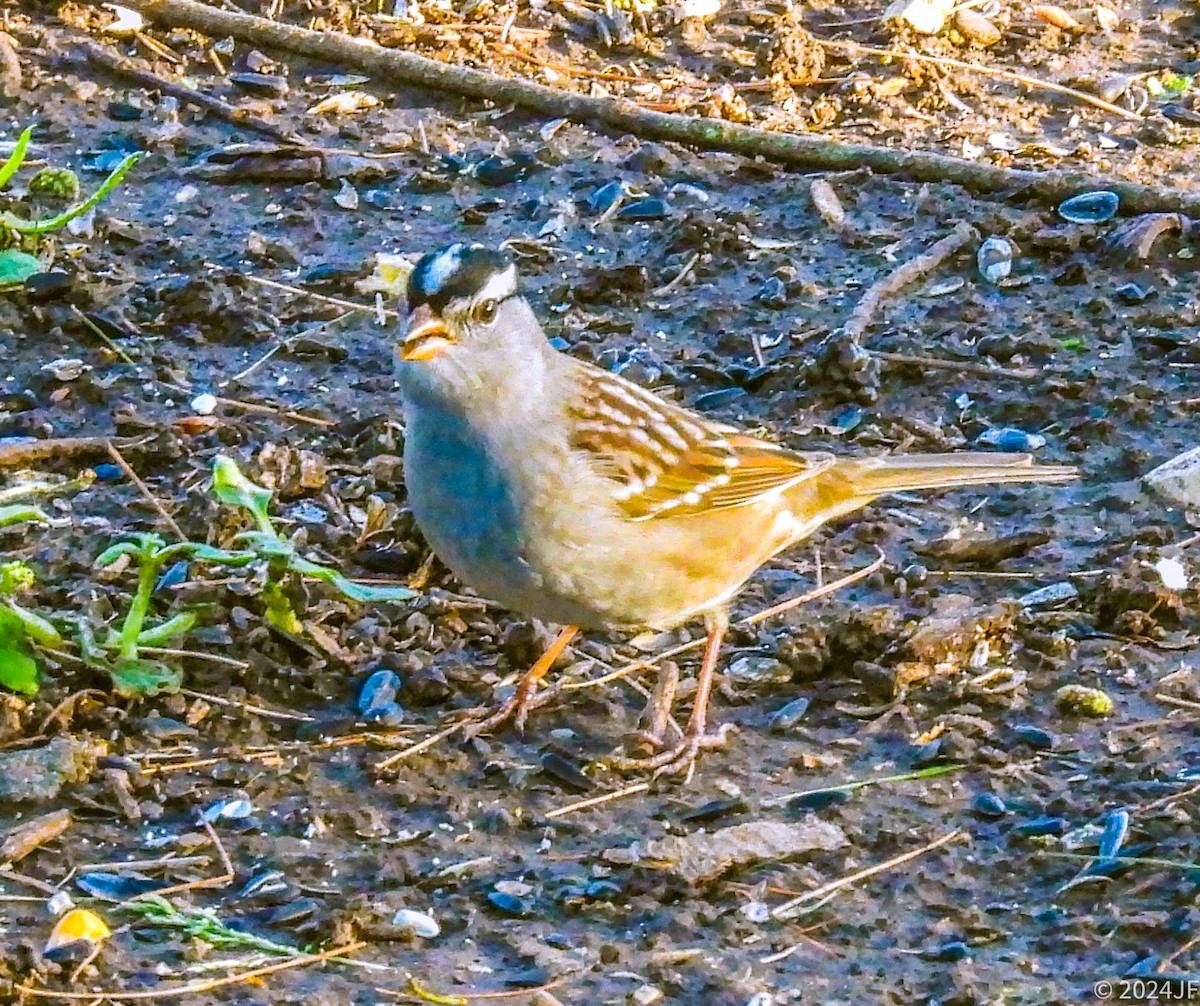 White-crowned Sparrow - ML618368820