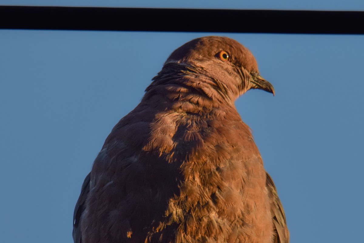 Pigeon du Chili - ML618368875