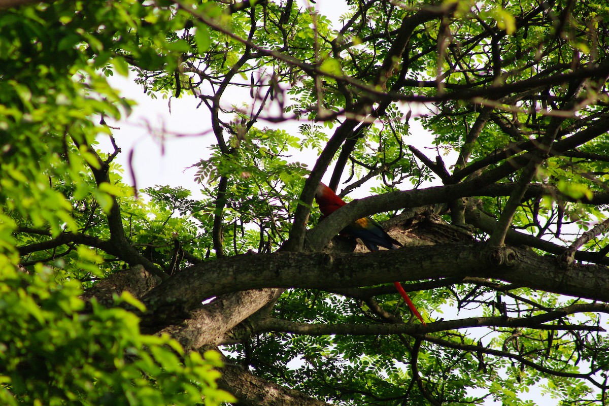 Scarlet Macaw - ML618368896