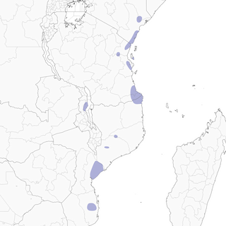 Distribution of the East Coast Akalat - Range Map