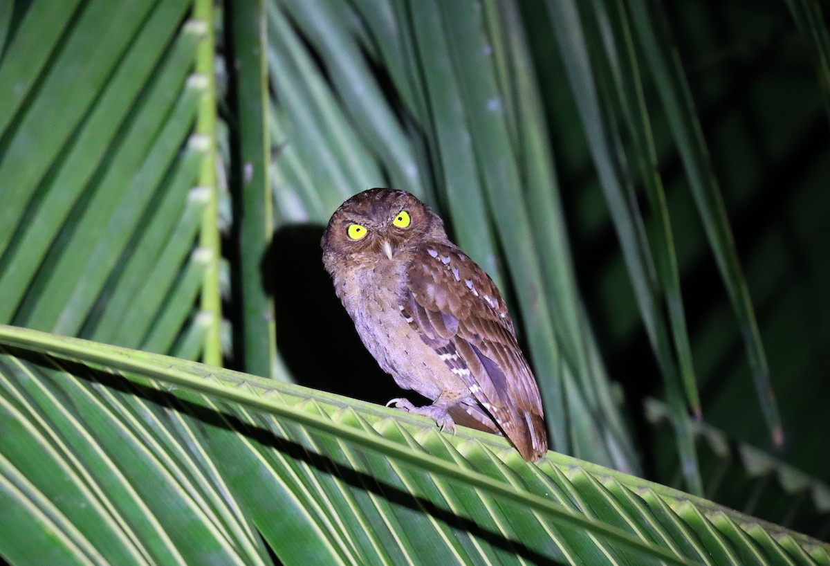 Andaman Scops-Owl - ML618368971