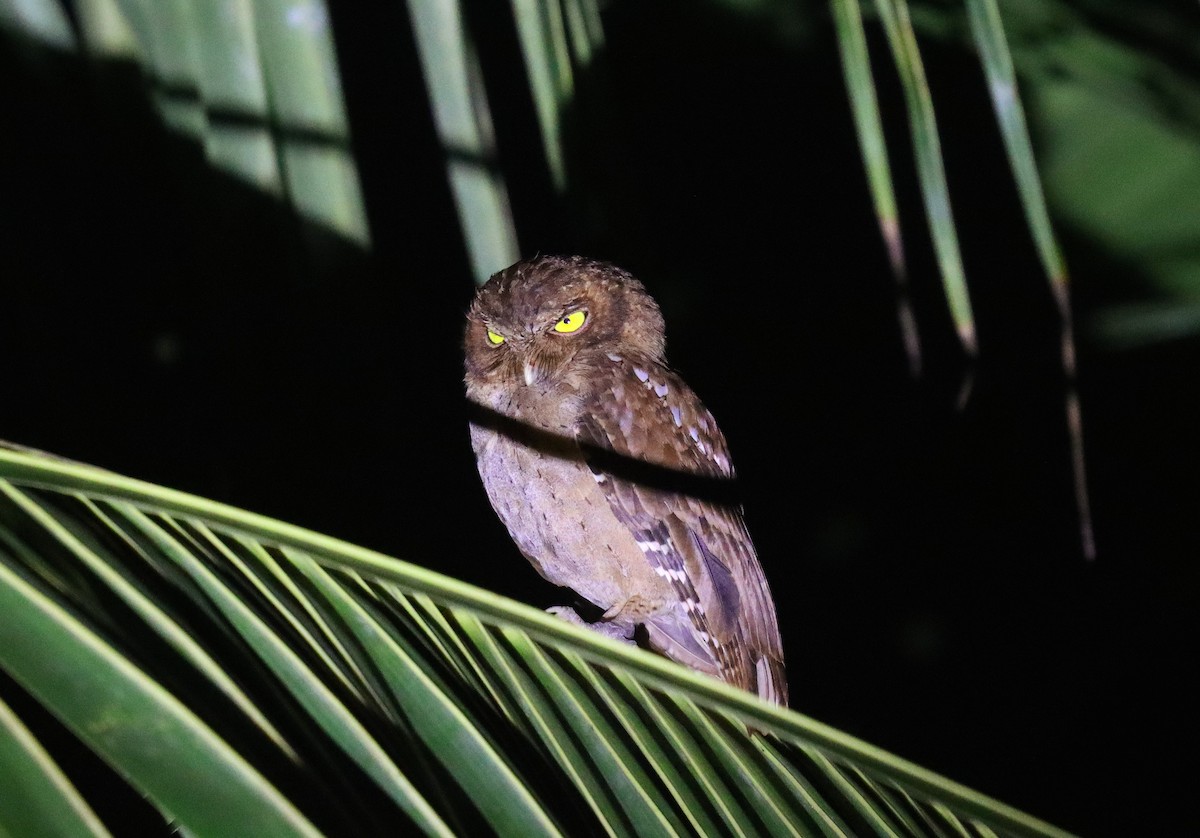 Andaman Scops-Owl - ML618368972