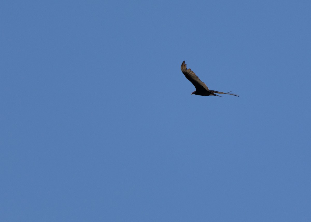 Turkey Vulture (Northern) - ML618368975