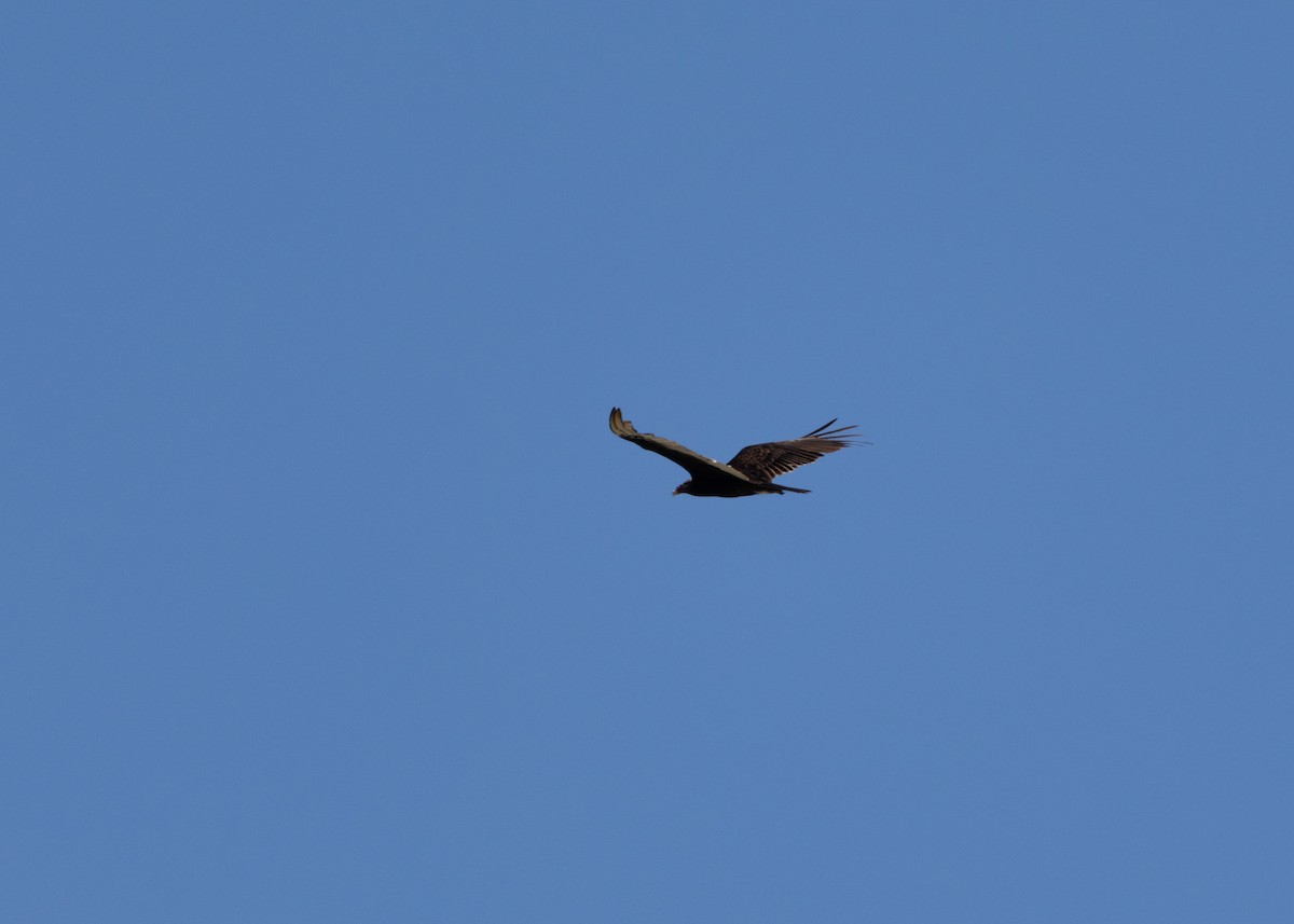 Turkey Vulture (Northern) - ML618368977